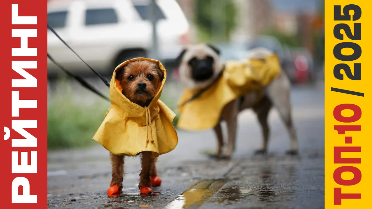 ТОП-10 Комбинезонов для собак 2025 года: Рейтинг лучших моделей