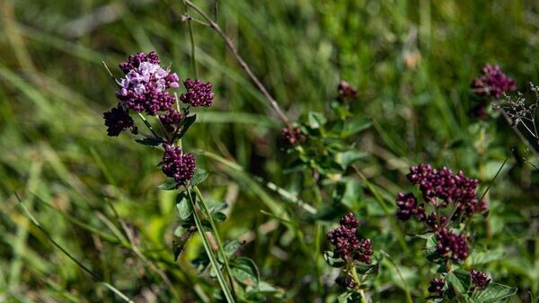    © РИА Новости Крым . Дмитрий Макеев