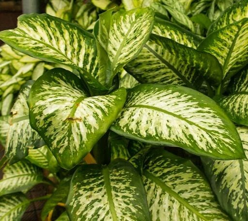 Диффенбахия.