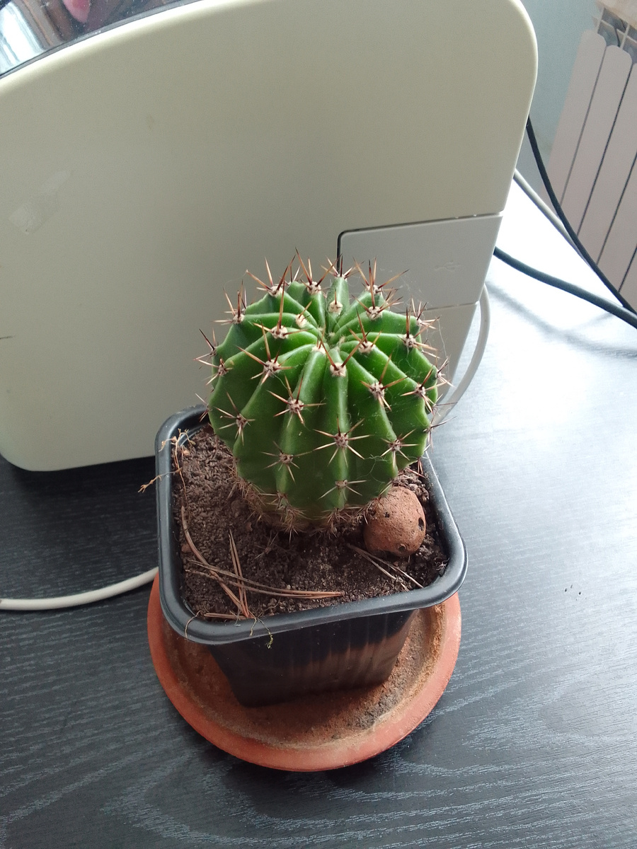 Мой новый офисный друг кактус Эхинопсис.