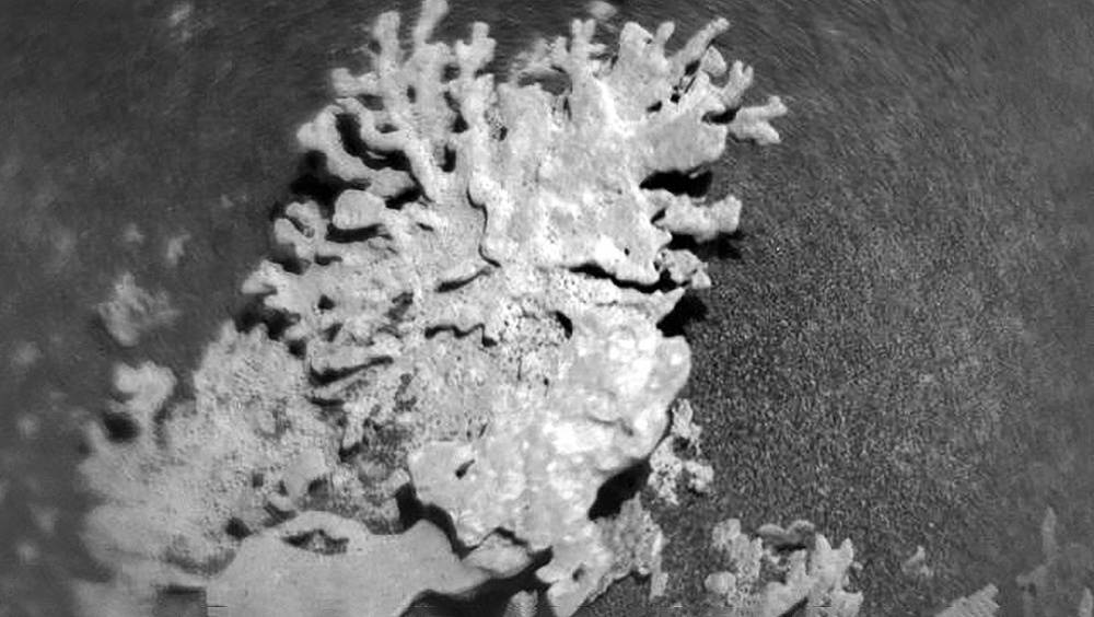     Фото: NASA/JPL-Caltech/LANL/CNES/CNRS/IRAP/IAS/LPG