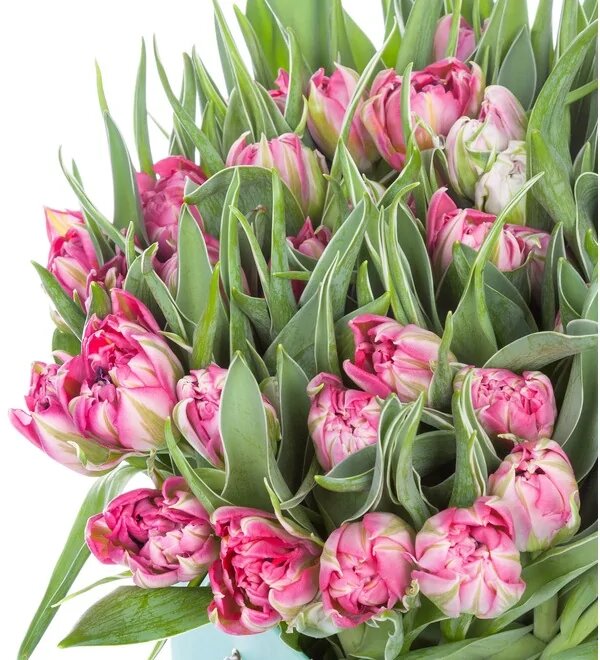 Тюльпан махровый ранний Флеш Поинт