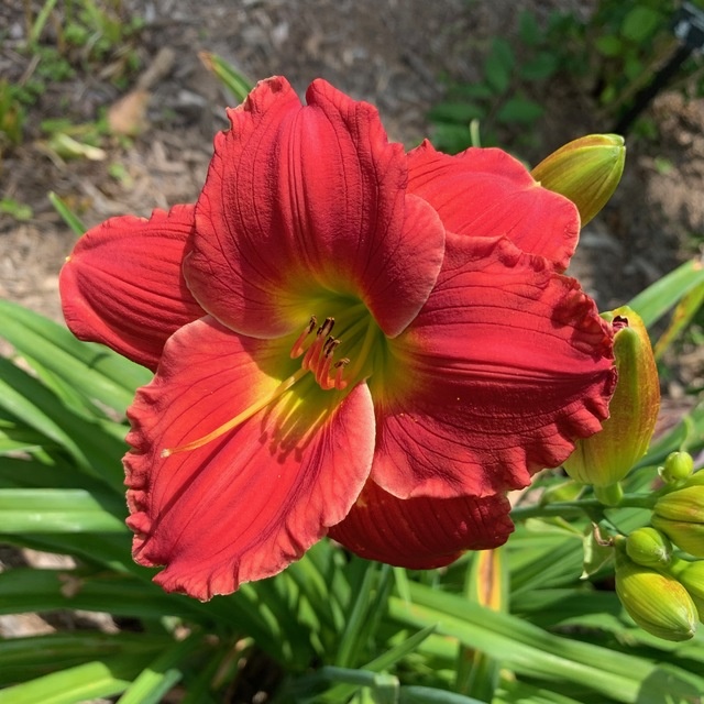 Лилейник гибридный Ред Хот Ритернз