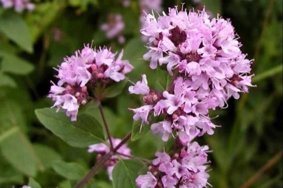    В Крыму заложат гектар ценной душицы с природным антибиотиком