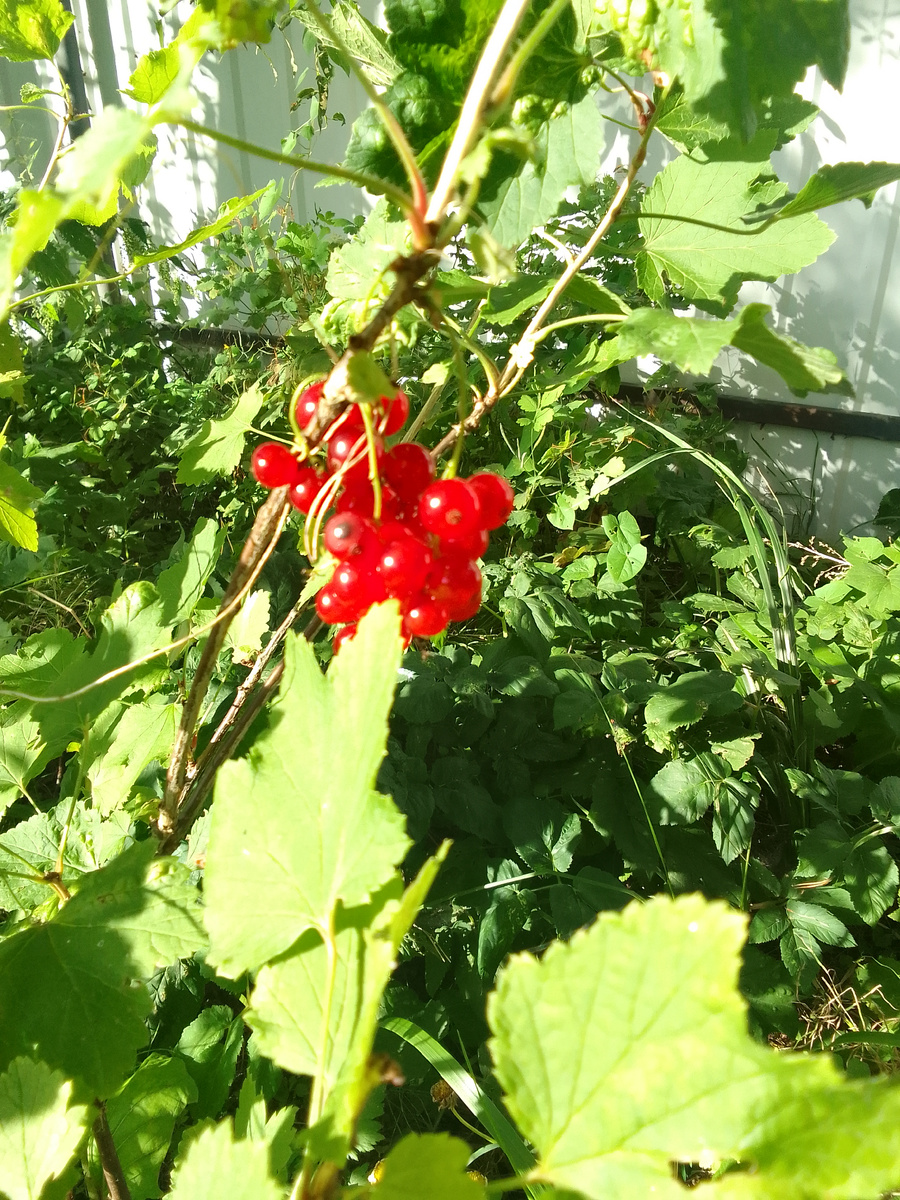 Красная смородина.