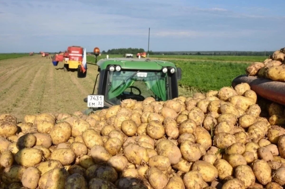    В Брянской области урожайность картофеля достигла 375 центнеров с гектара