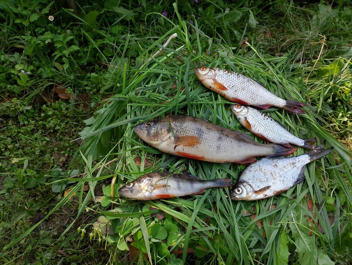 Это иллюстрация не по теме статьи. Ничего так, окунек, а?