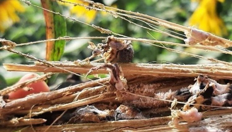    Фото: Отдел по защите растений филиала ФГБУ «Россельхозцентр» по Челябинской области