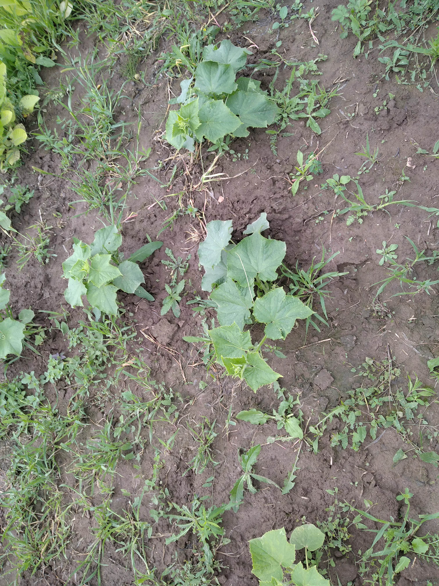 Вот такие ещё маленькие огурцы, а уже август