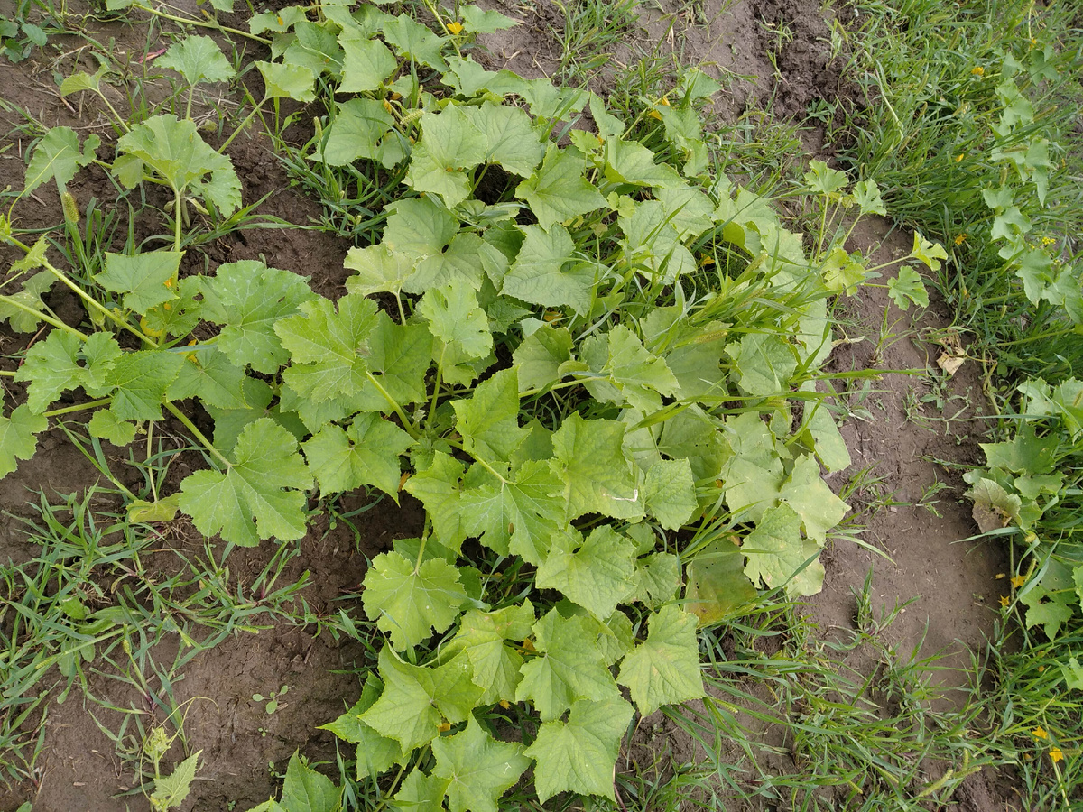 Единственный куст огурца, который был посажен в конце мая