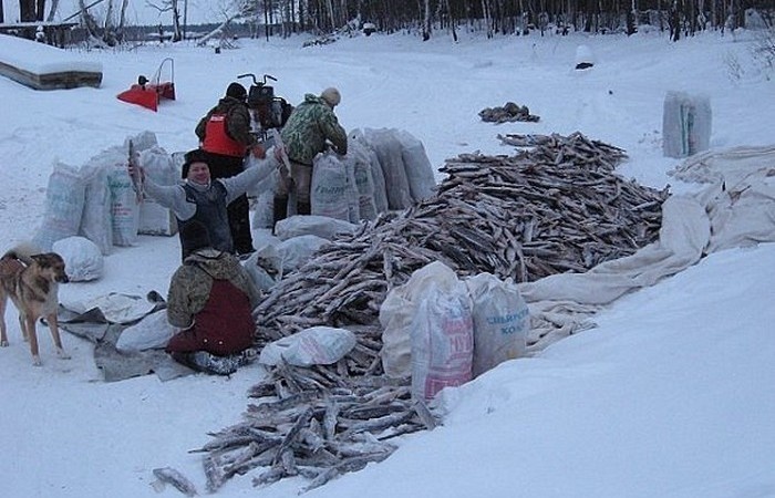 Рыба годится на дрова.