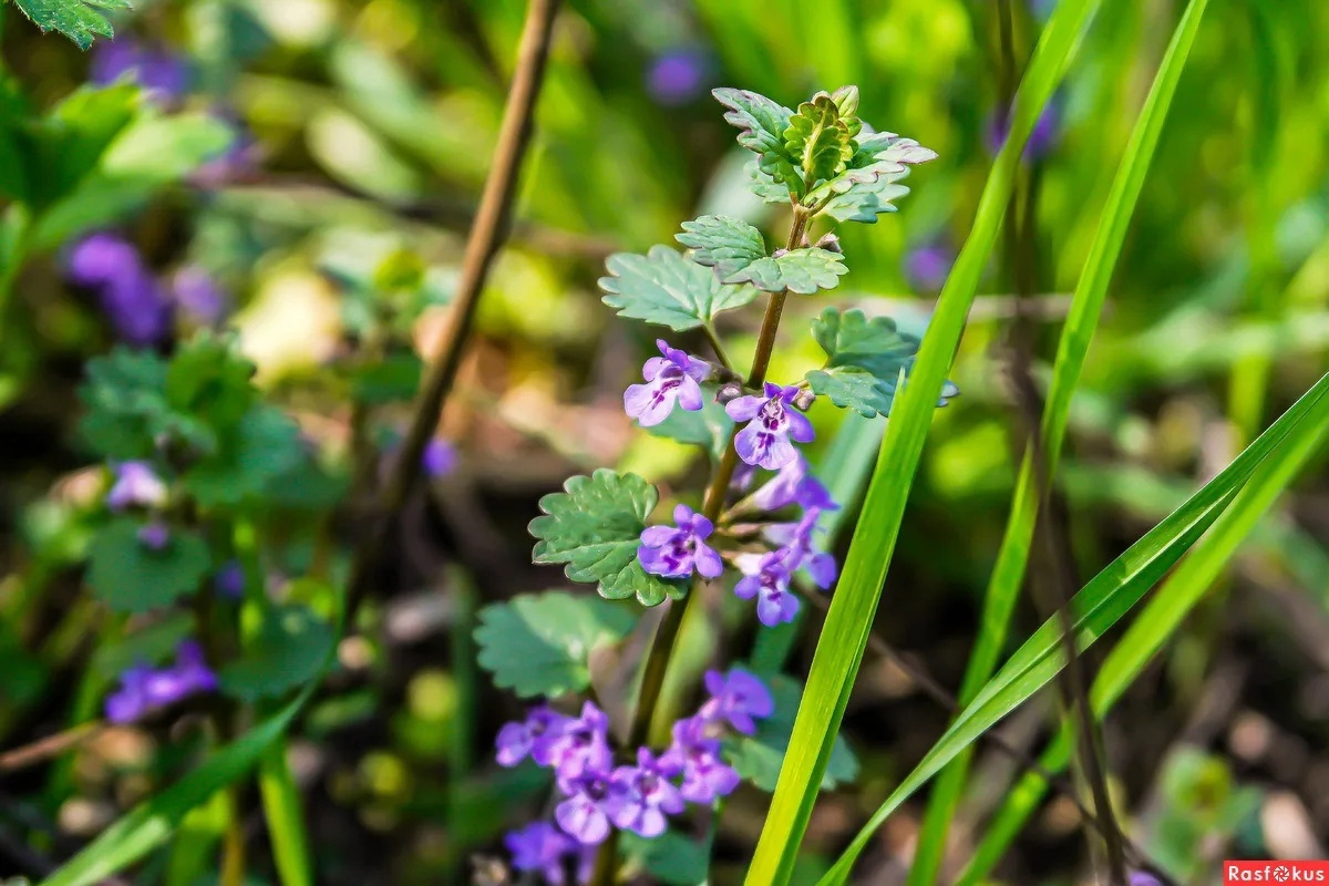 Типичный представитель будры