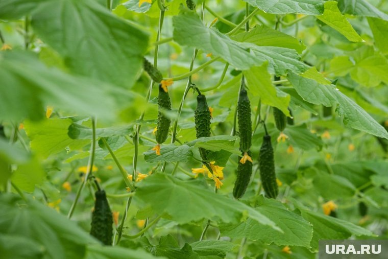   После сбора огурцов необходимо подготовить землю к следующему сезону