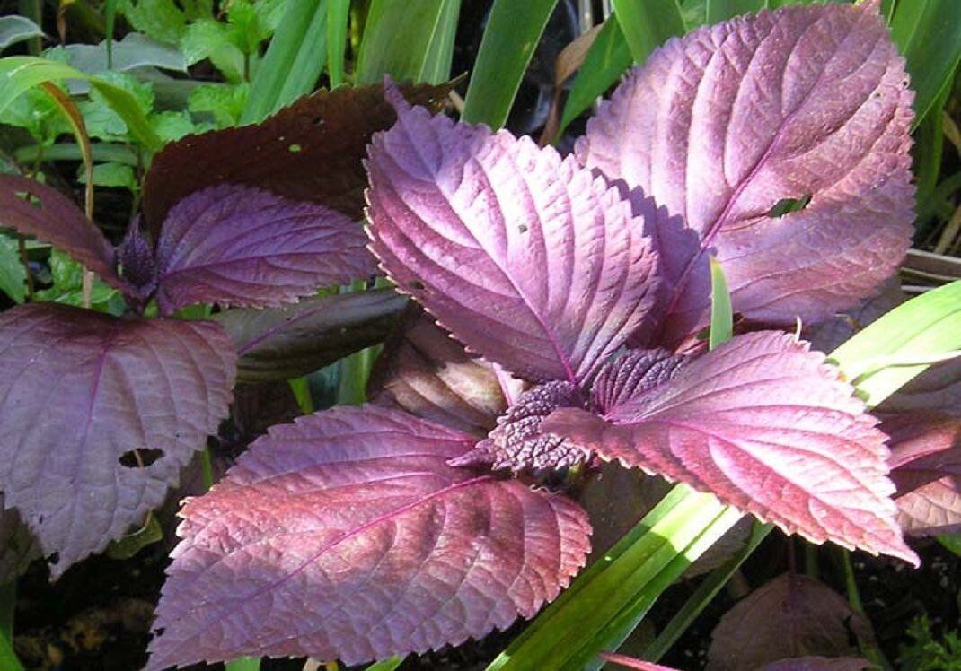 Фото Елена Шлыкова сайт Penterst 