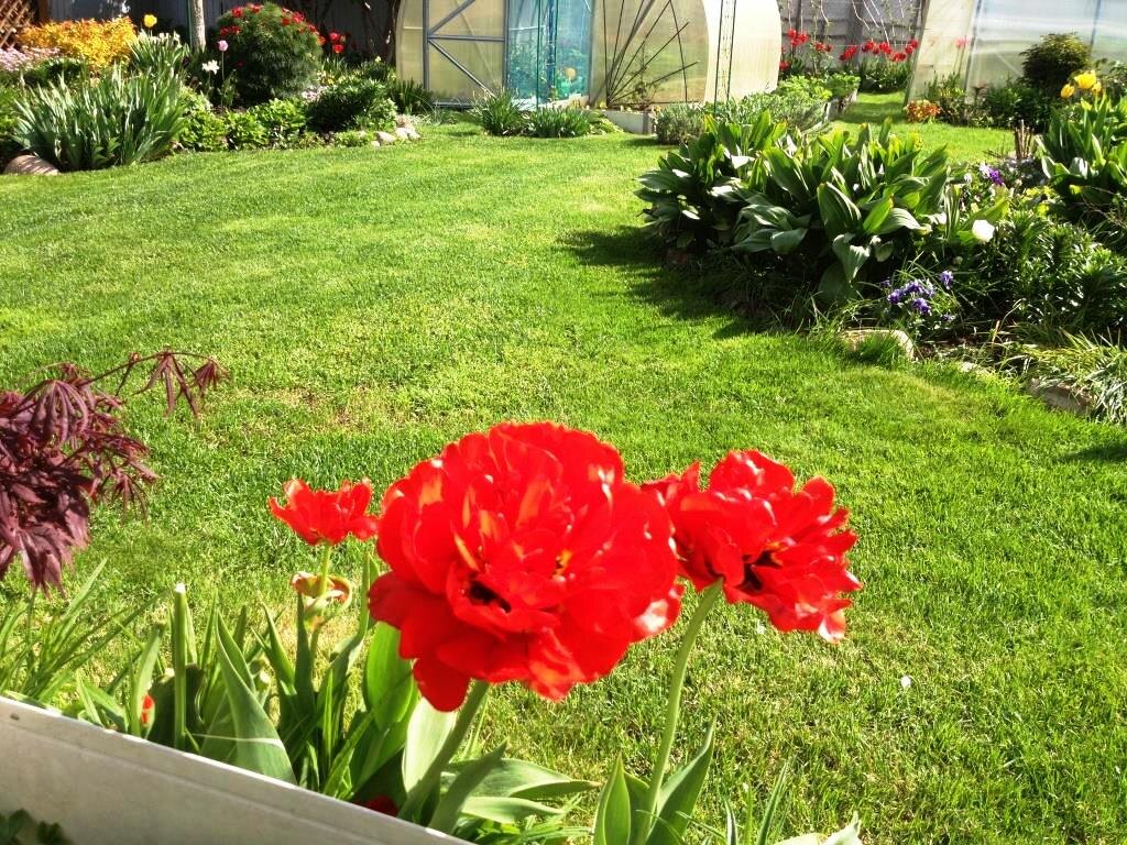 Тюльпан Миранда