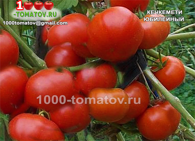 Томат Кечкемети Юбилейный Kecskemeti Jubileum фото 1