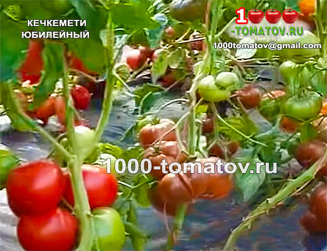 Томат Кечкемети Юбилейный Kecskemeti Jubileum фото 2