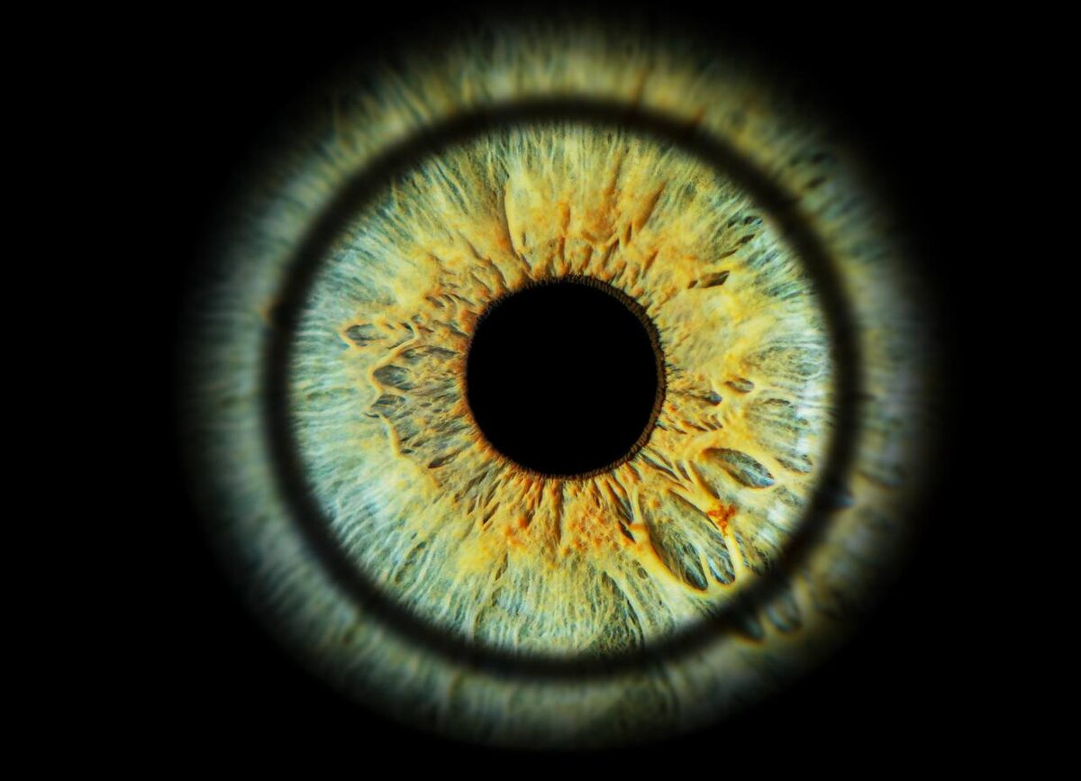 Радужка (лат. iris) - это тонкая, подвижная диафрагма глаза, которая не только придаёт ему цвет, но и регулирует количество света, попадающего на сетчатку. Её строение и функции удивительны, а рисунок радужки уникален у каждого человека, как отпечатки пальцев.