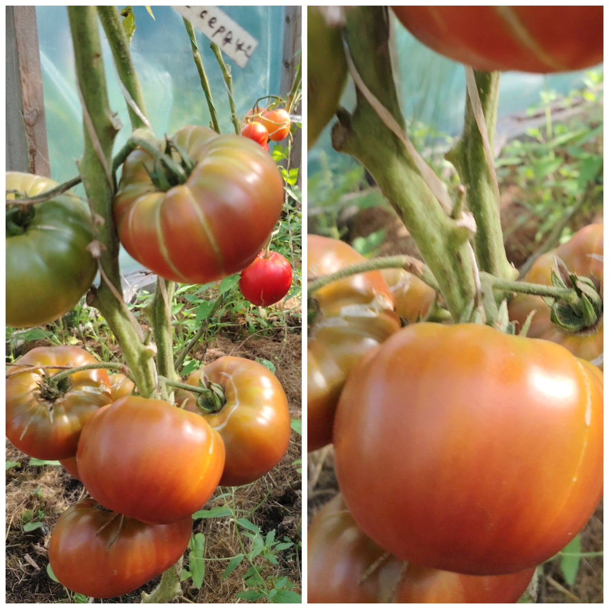 Ананасное сердце