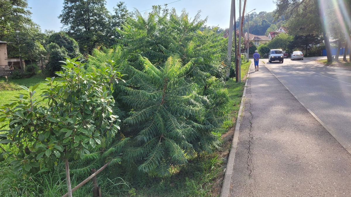 Необычные кусты на улице в Сочи