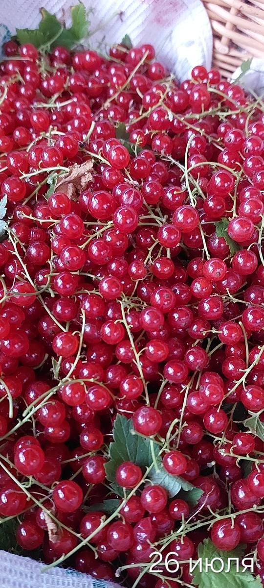 Начало сбора. Дособирала уже в августе.