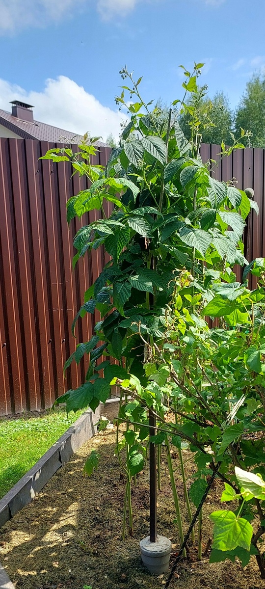 Свежие цветут. Будет второй урожай.