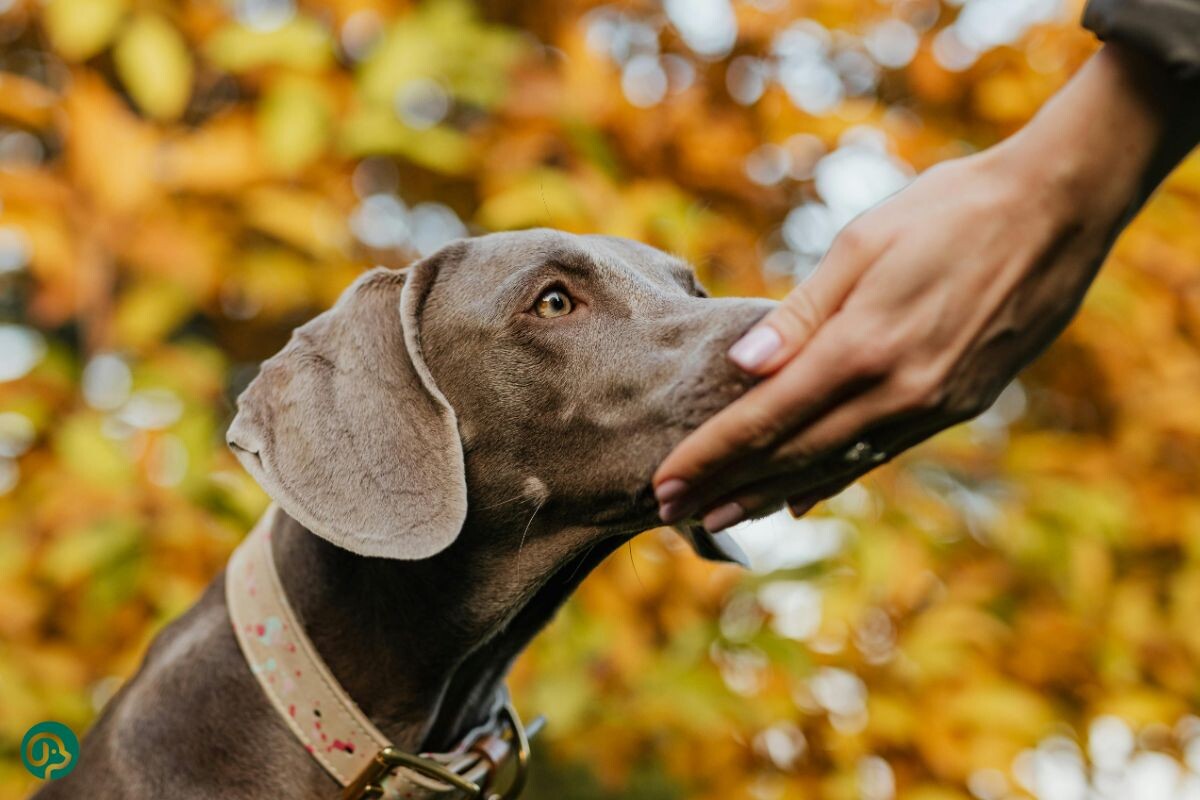 Собака обнюхивает руки хозяйки 