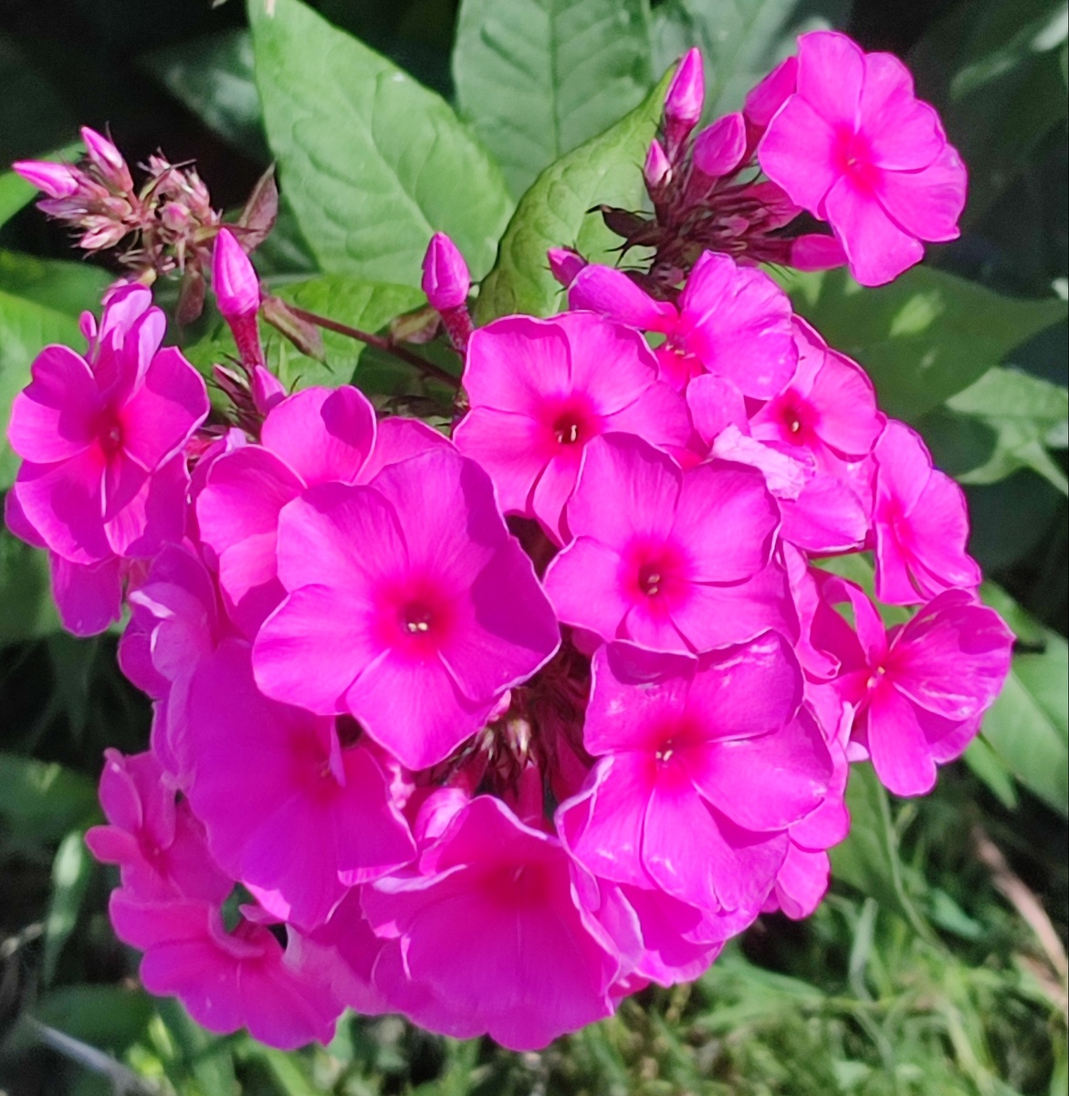 Флоксы. Фото автора