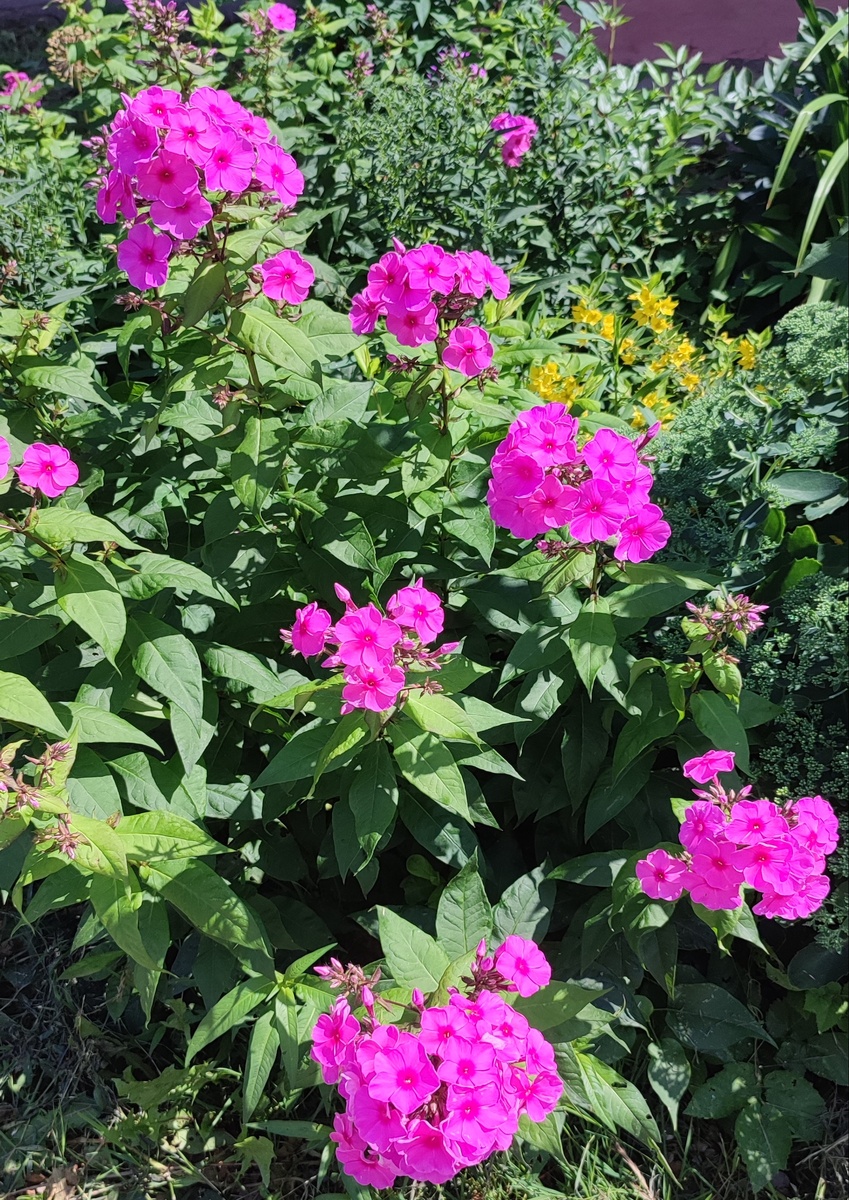 Флоксы. Фото автора