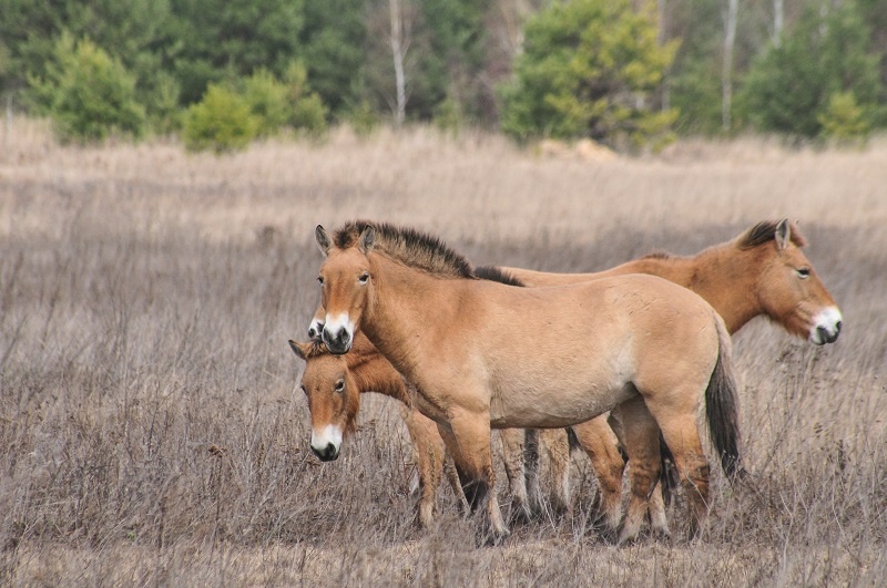 лошади Пржевальского в Чернобыльской зоне отчуждения, куда их выпустили в конце 1990-х годов.