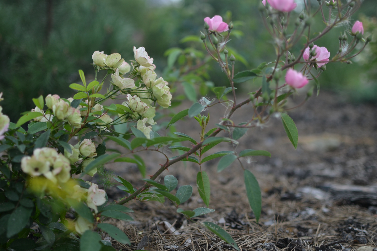 Alden Biesen. Здесь и далее она, все фотографии из моего сада