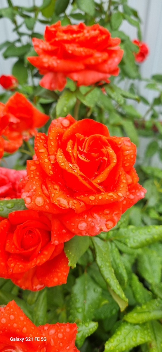 Роза с капельками дождя 😍