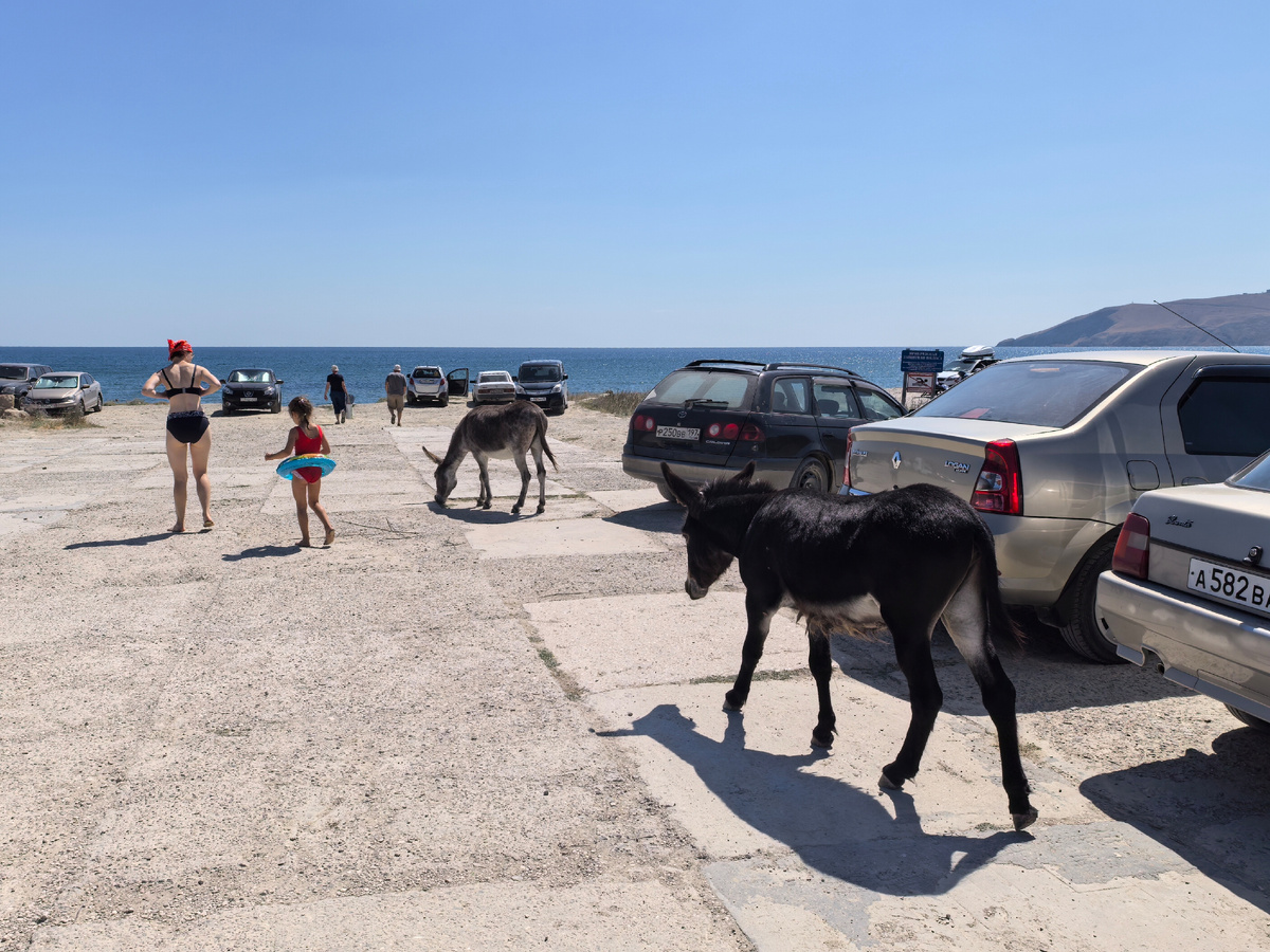 А ну стоять!