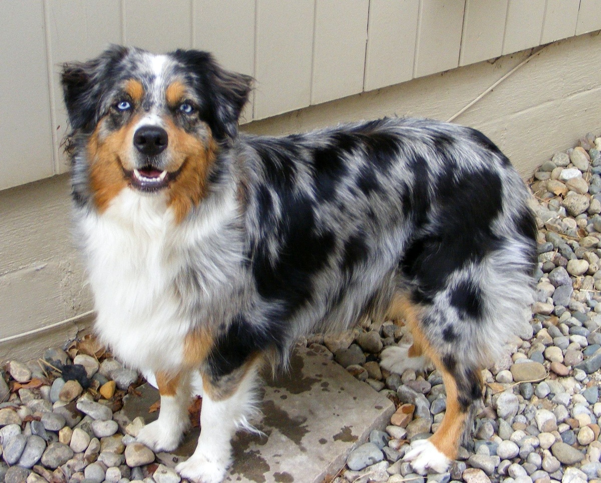 Австралийская овчарка