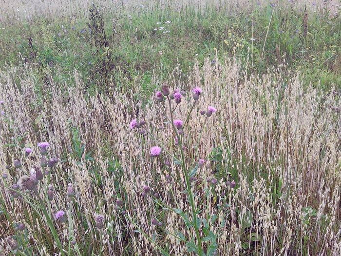 Бодяк полевой (фото из архива автора)