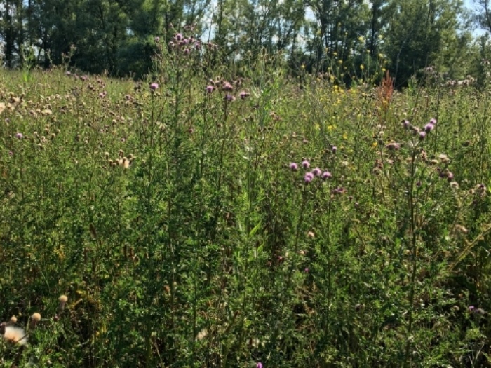 Бодяк полевой на заброшенном поле (фото из архива автора)