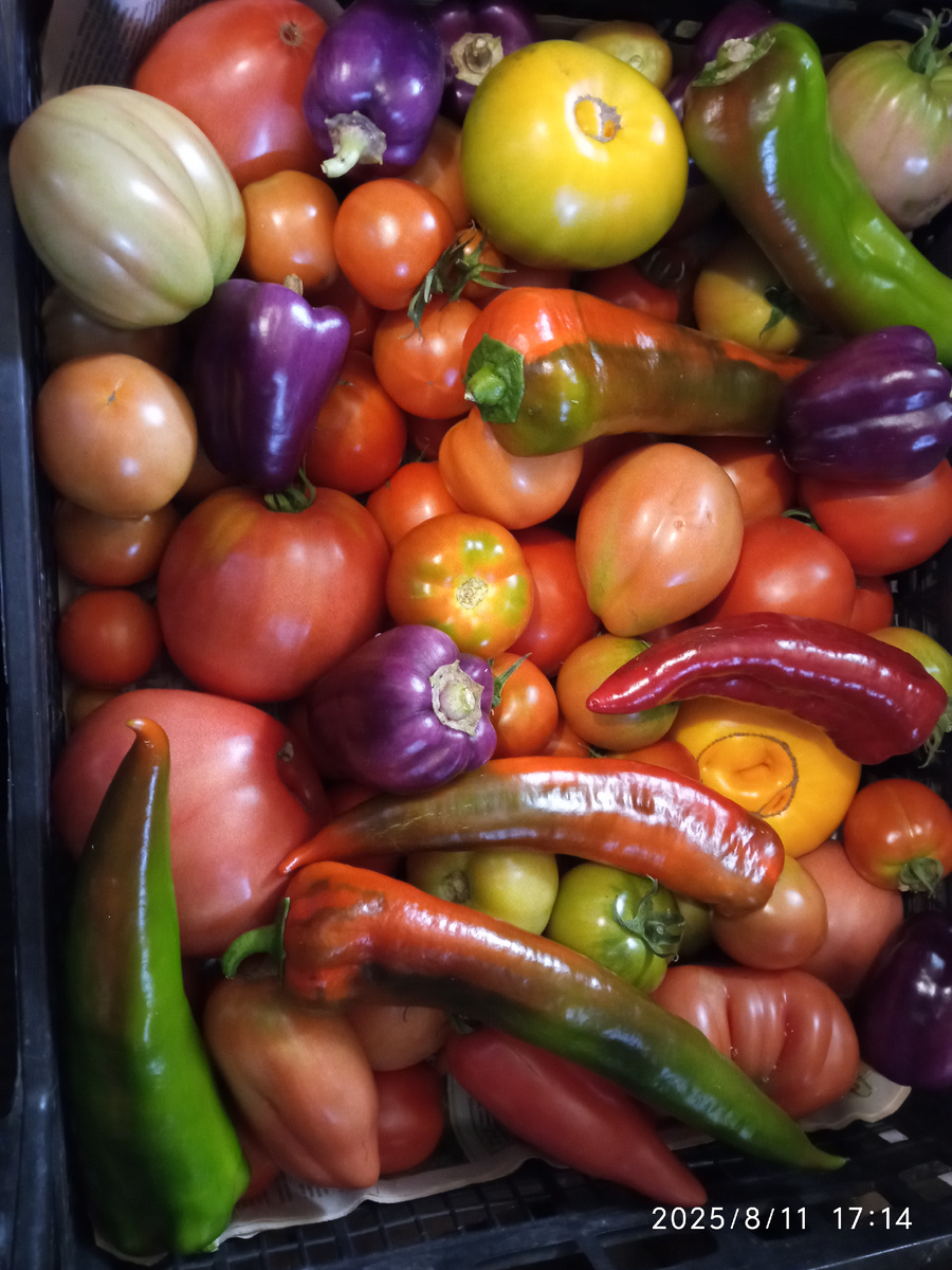 Фото автора, наши овощи