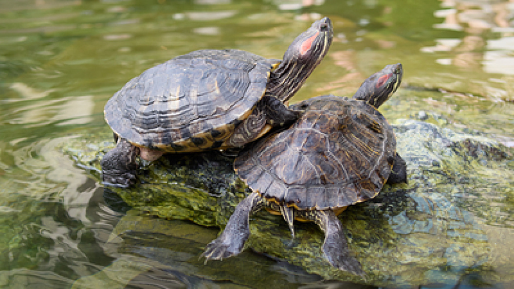    Sergey Smirnov/Globallookpress