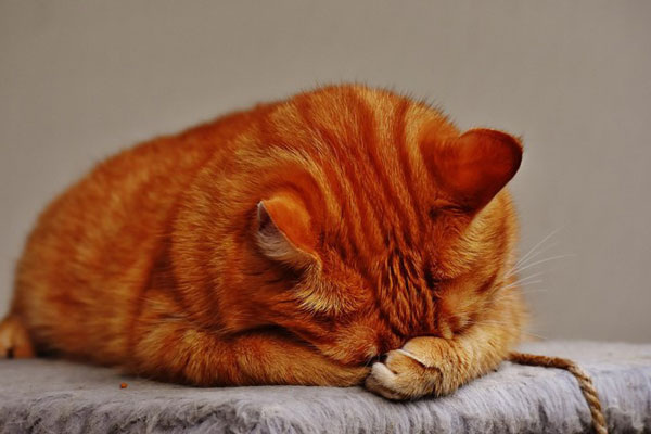     Фото: PxHere.com