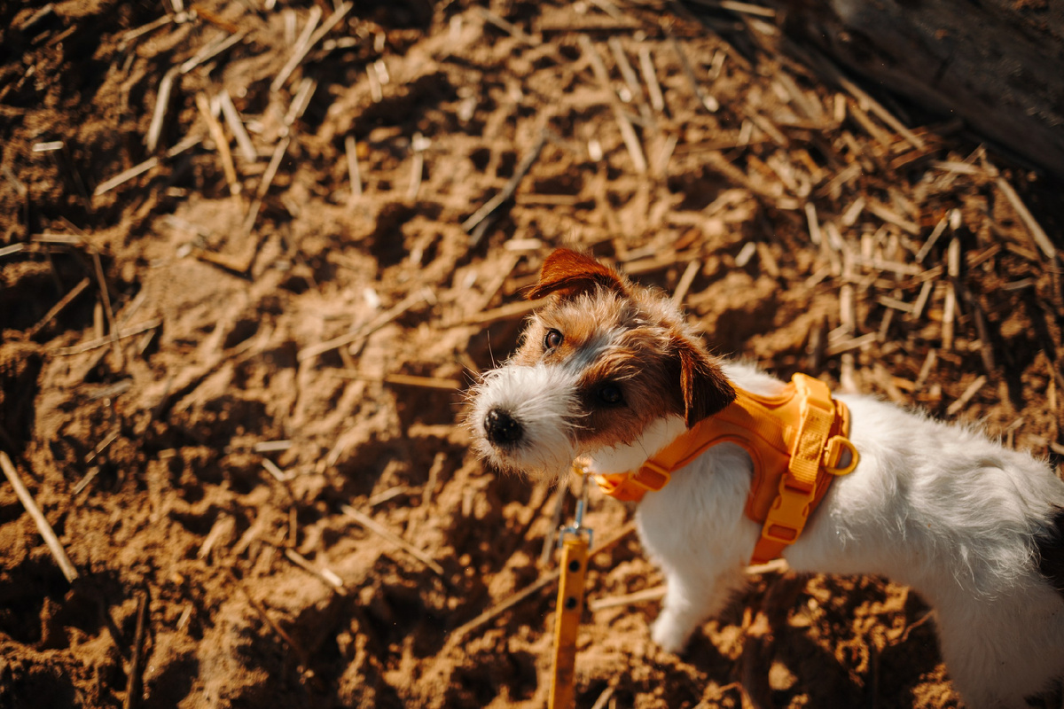 Вот она, наша младшенькая, Мята