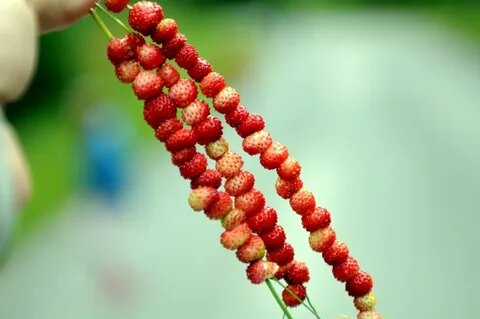 Из открытых источников