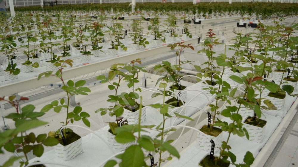    Сады под куполами Норильска