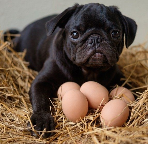 Что мы знаем об использовании куриных яиц в еде собак, да и человека?