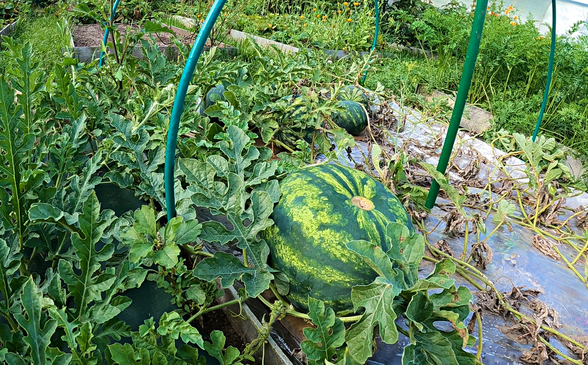 Этот арбуз взвешивали