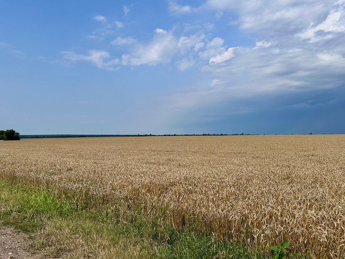 Поле пшеницы.