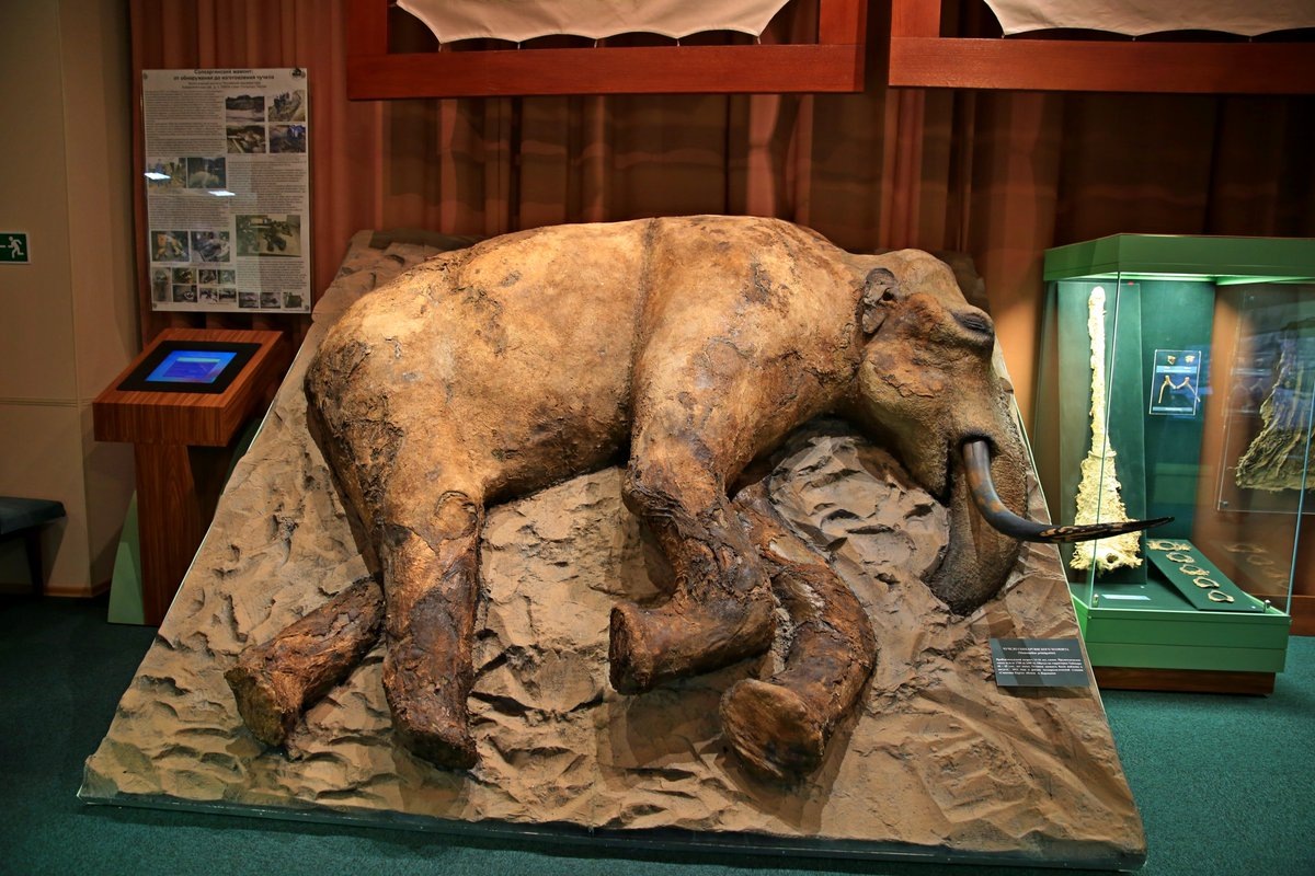 Мир музеев полон артефактов, которые удивляют не только своей формой, но и историей за ними. Некоторые из них выглядят обычными на первый взгляд, другие же поражают своей необычностью и невероятной судьбой. Ниже — подборка таких экспонатов, которые действительно существуют в музеях и доступны для посещения.