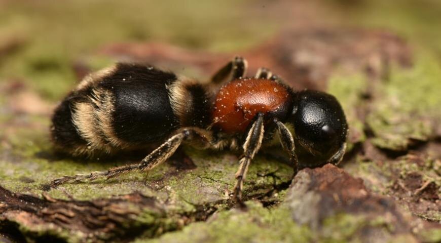  Mutilla europaea. Фотография взята из свободных источников