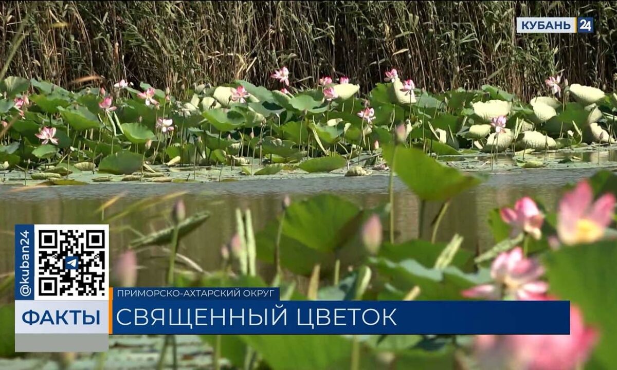    Видео канала «Кубань 24»