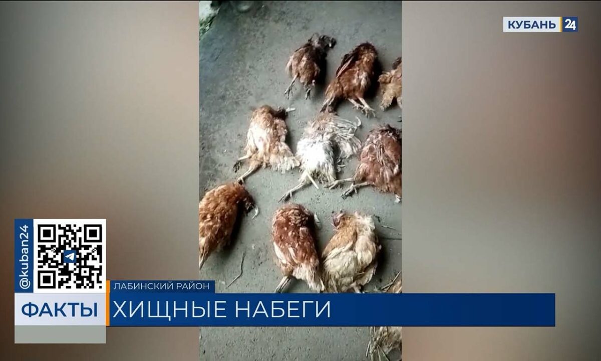    Видео канала «Кубань 24»