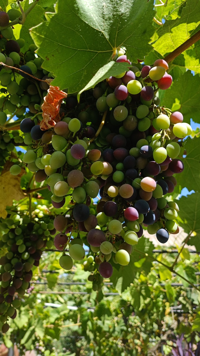 Изабела в Крыму